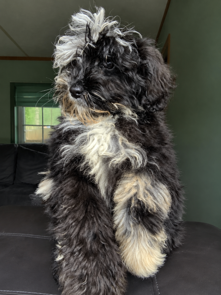 10 weeks male sheepadoodle
