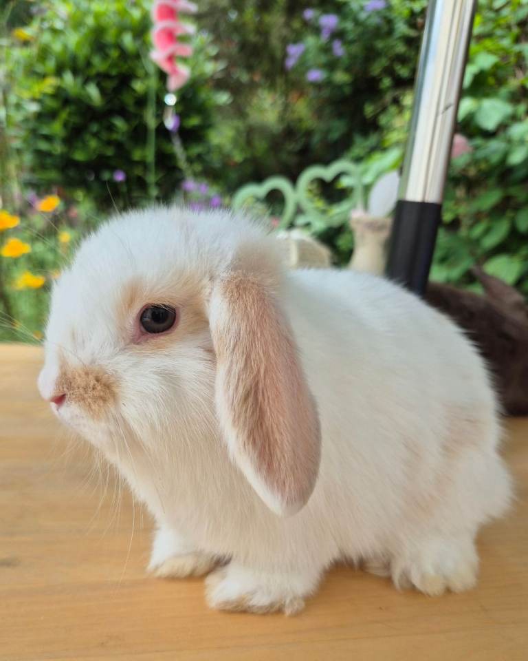 Baby Boy Bunnies 