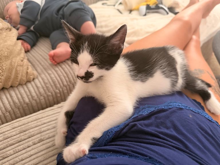 Kitten