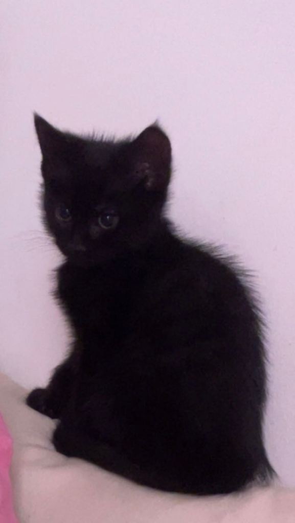 Beautiful black kitten 