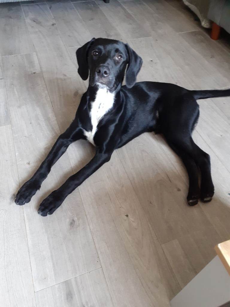5 months old puppy 