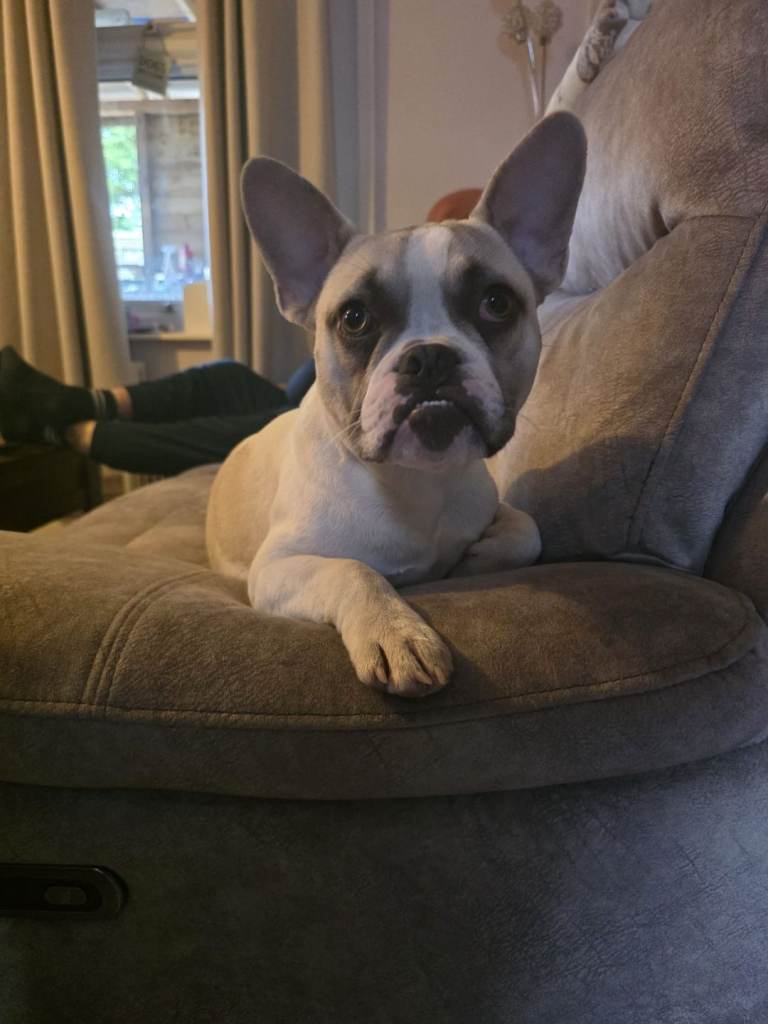 Female French bulldog cross