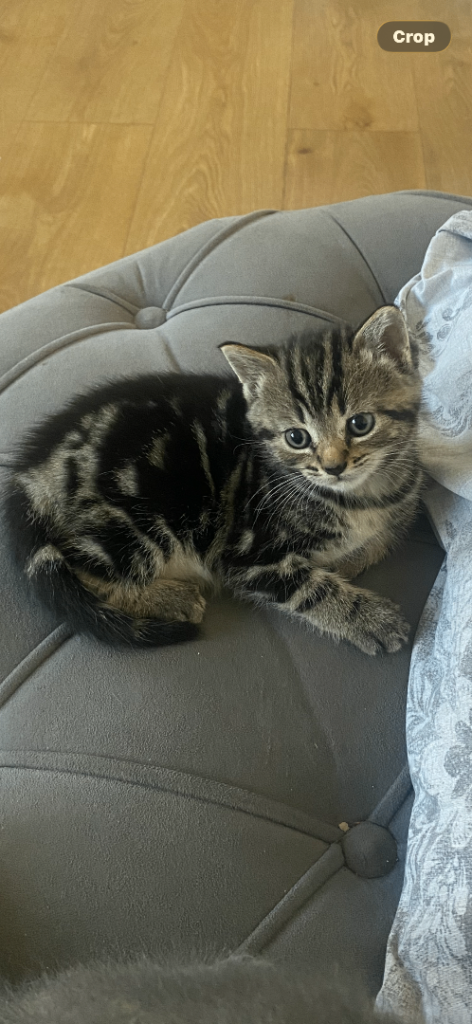 Kittens for sale 