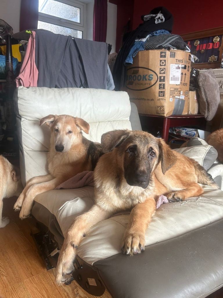 German shepherd puppys