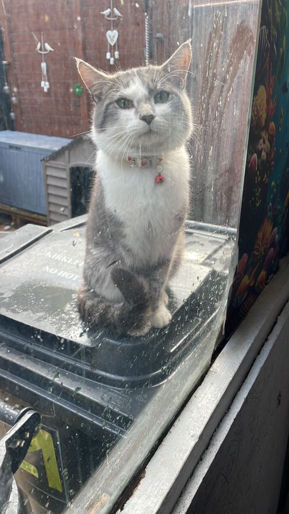 Grey Tabby Cat