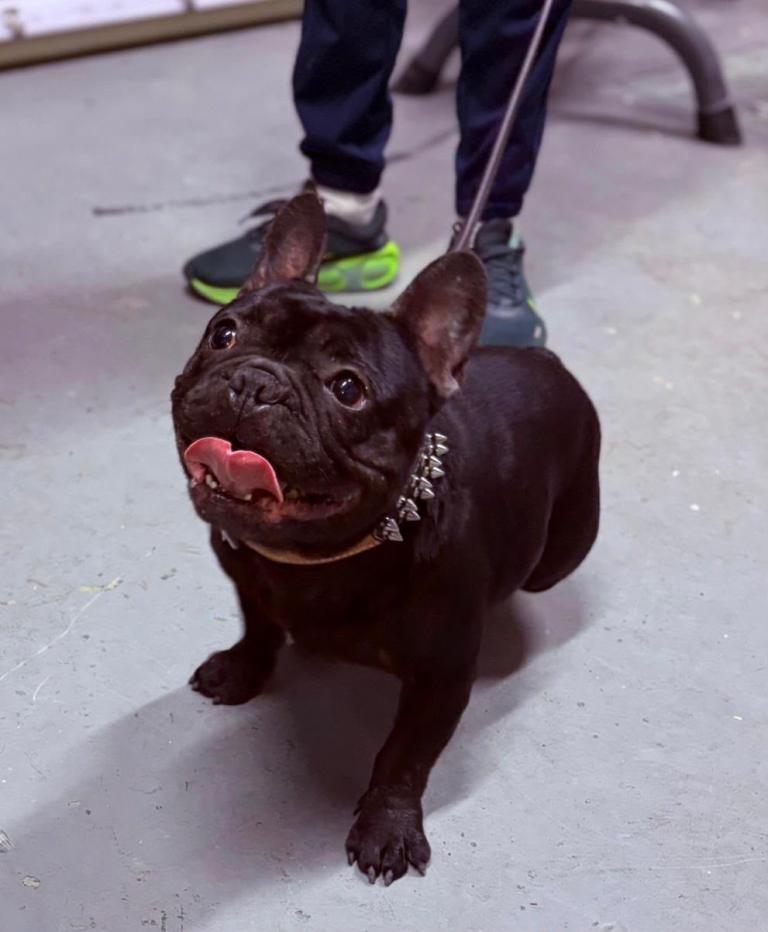 French bulldog 