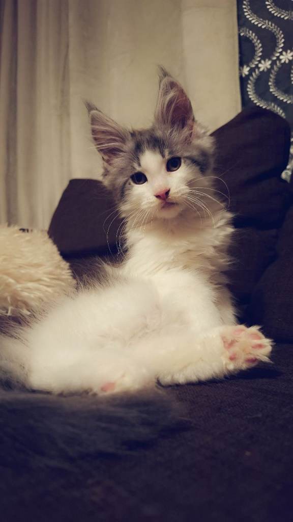 Pure Maine Coon kittens for Sale!!!