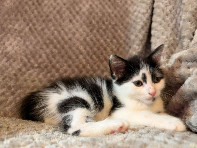 Kittens