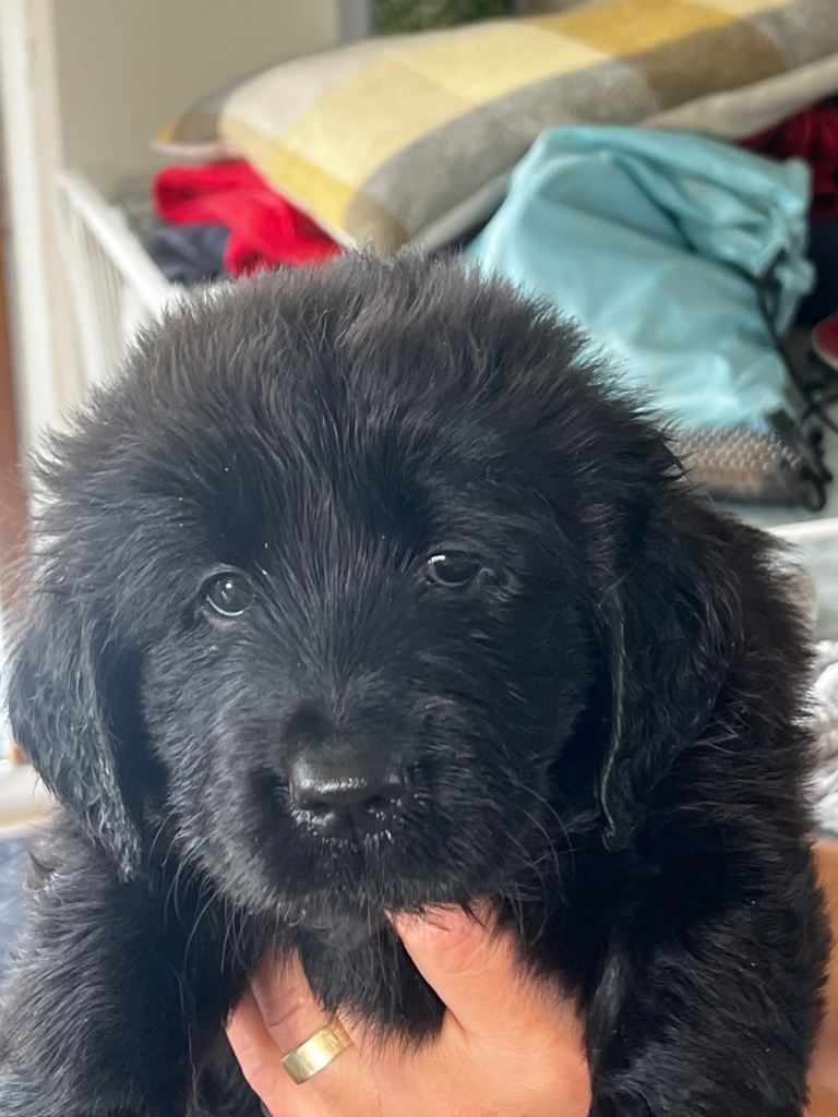 Golden x flat coat retriever puppies