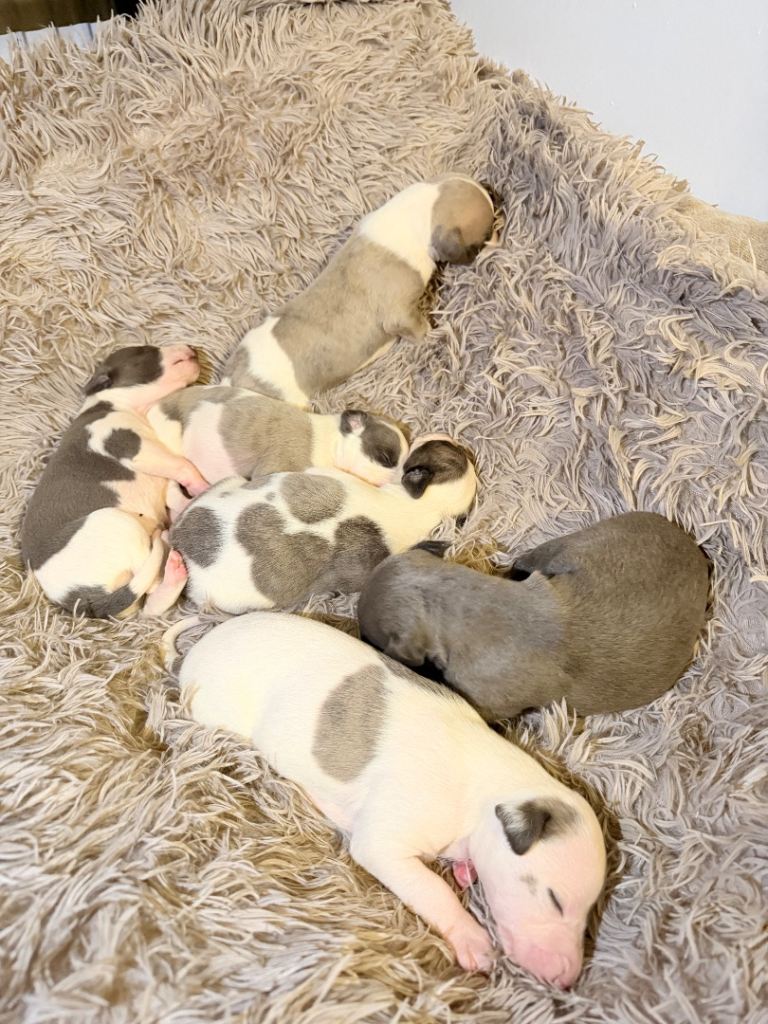 6 beautiful outstanding whippets 