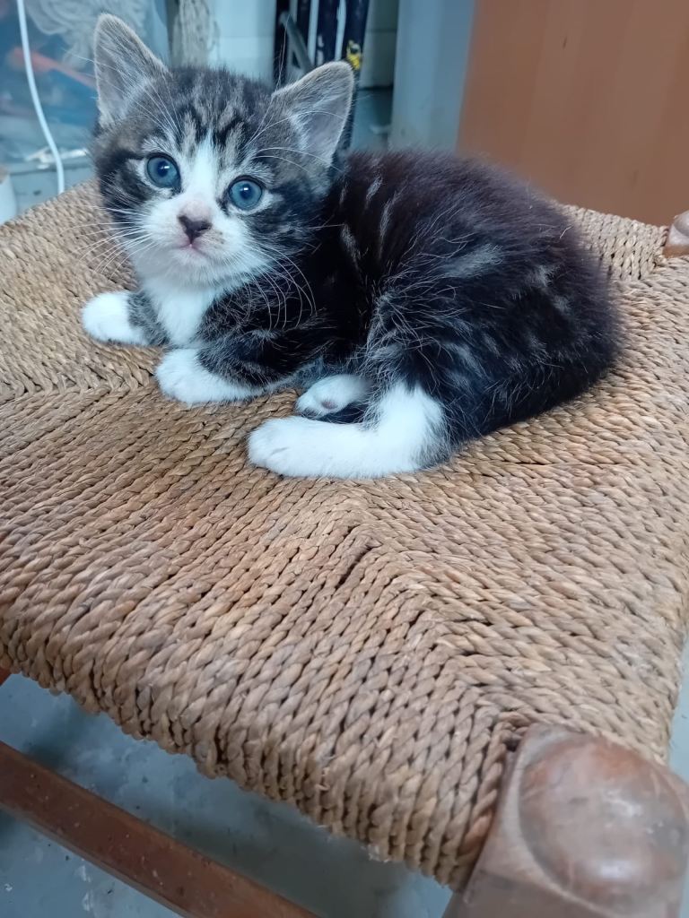 Norwegian Forester’s domestic cats