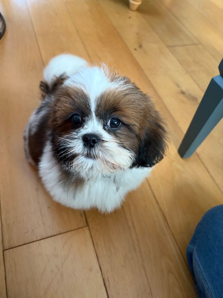 Shih Tzu puppy 