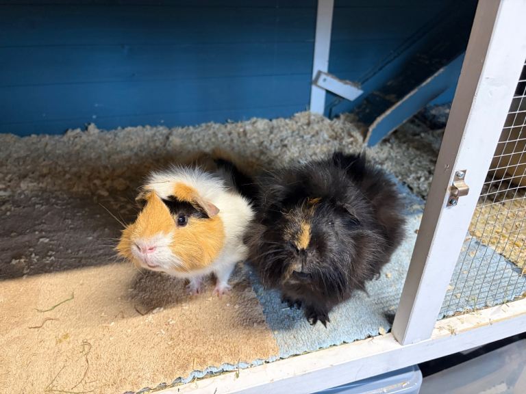 2 male guinea pigs