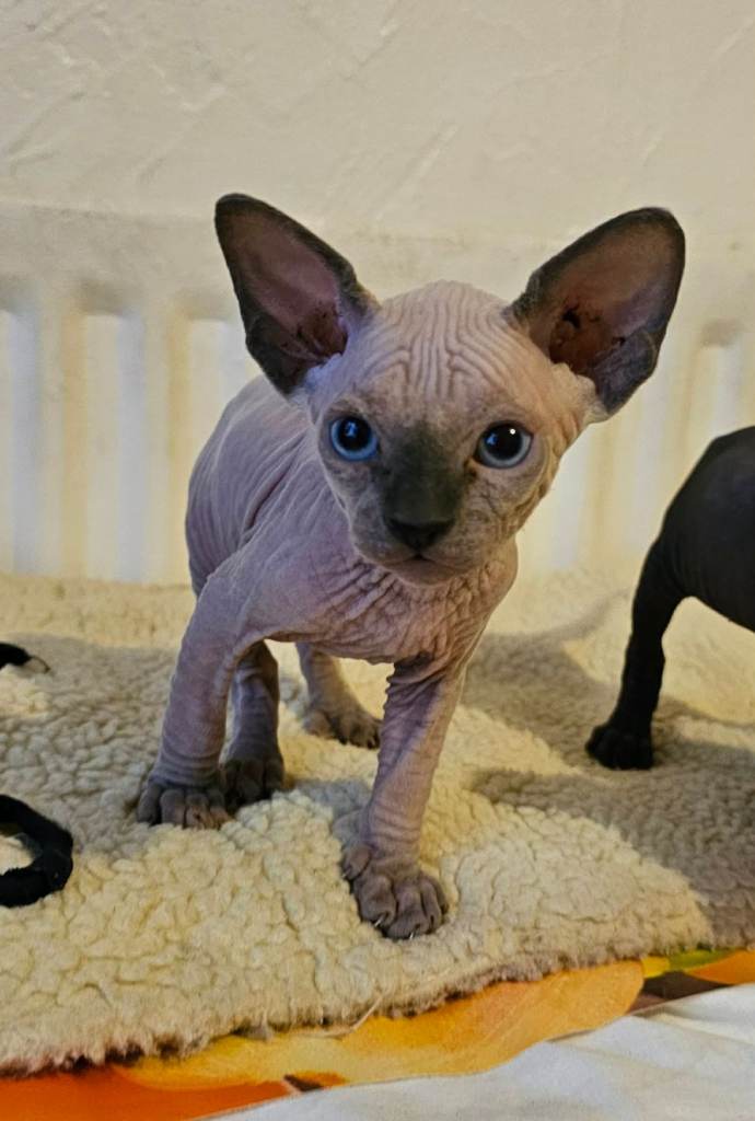 Kitten