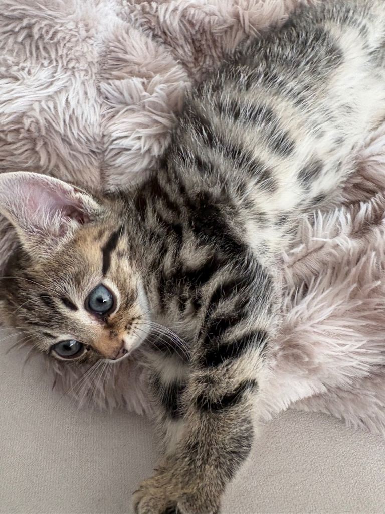 Beautiful tabby kitten for sale 