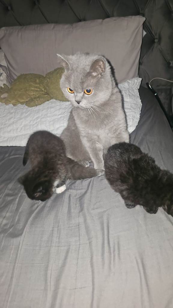 Kittens
