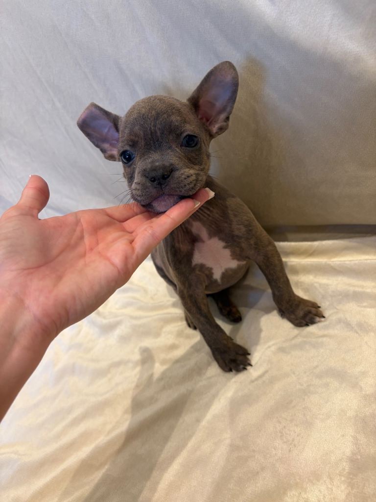 **READY NOW** Frenchie x pocket bully puppies