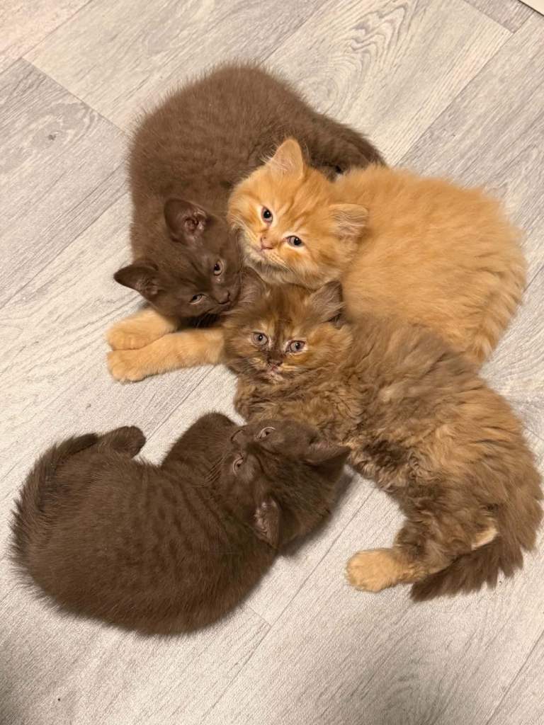 British Shorthair and Longhair 