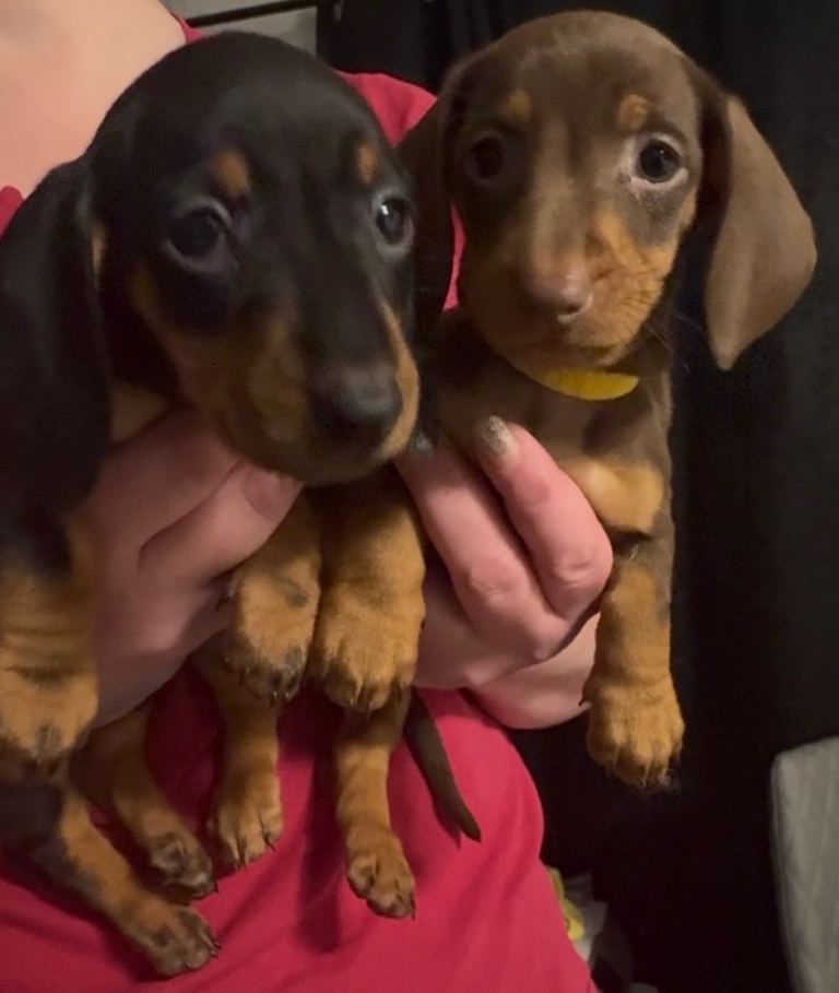 KC standard dachshund puppies 