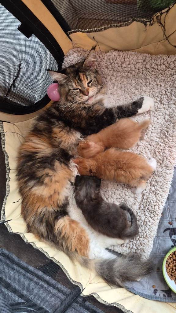 Boy Maine Coon | in Southampton, Hampshire | Gumtree