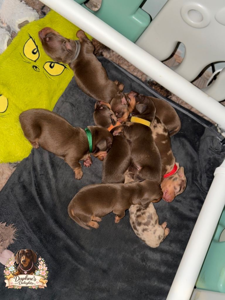 Miniature dachshund puppy’s 