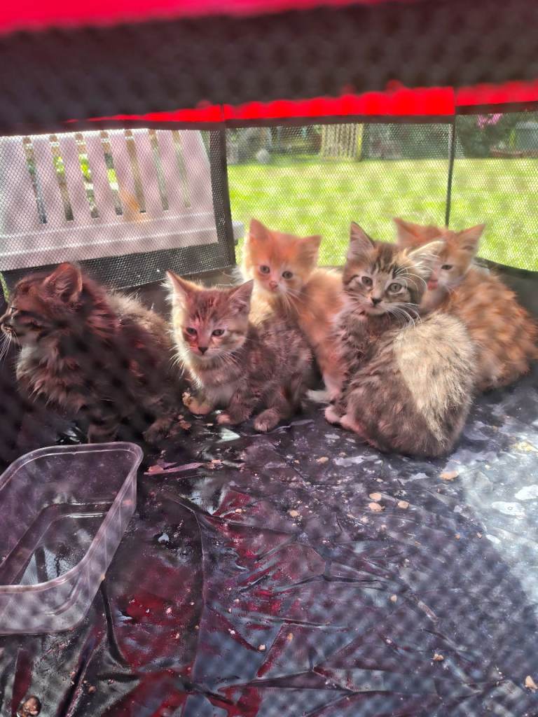 Beautiful kittens for sale 