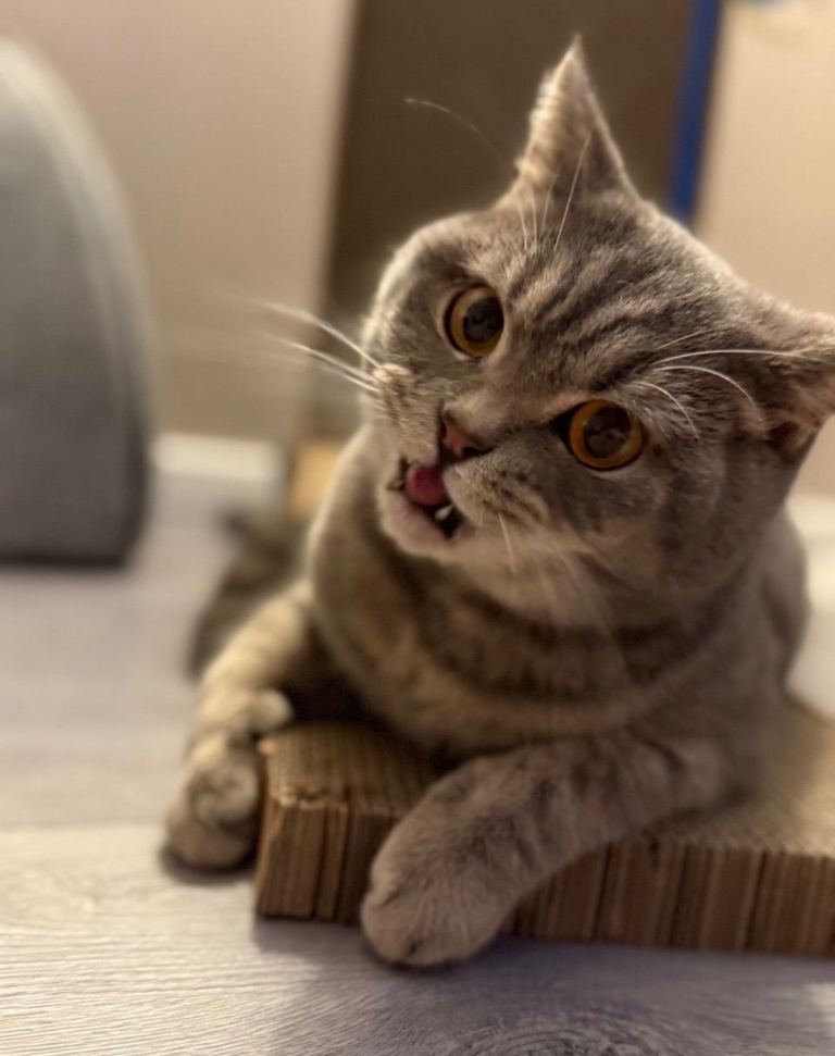 British shorthair male