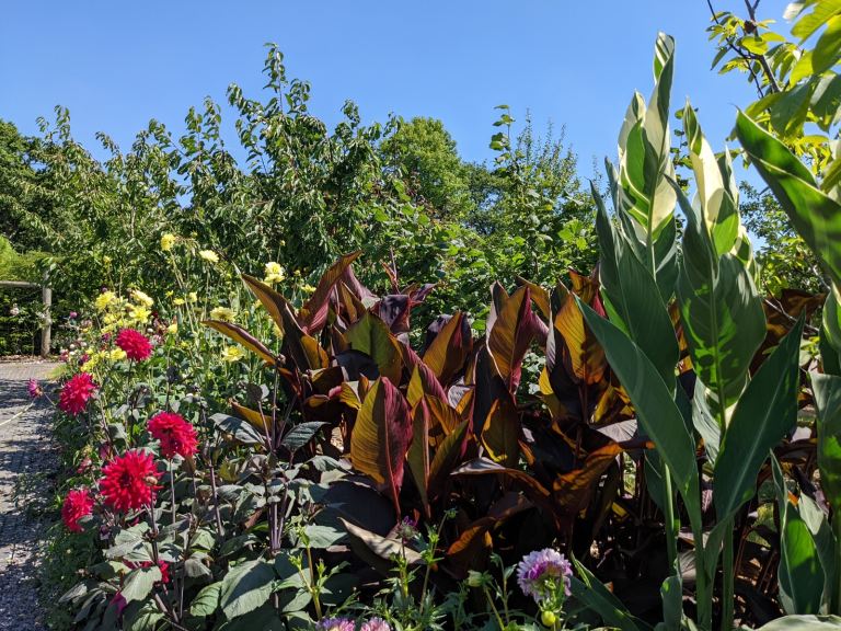 Canna, Grasses, Clumping Bamboo, Red stem Dogwood,  Clivia, Phlomis  now available .....