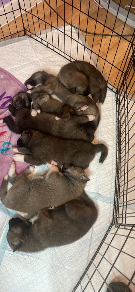 Puppies 