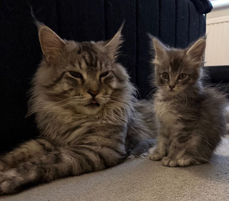 Lovely Maine Coon Kittens 