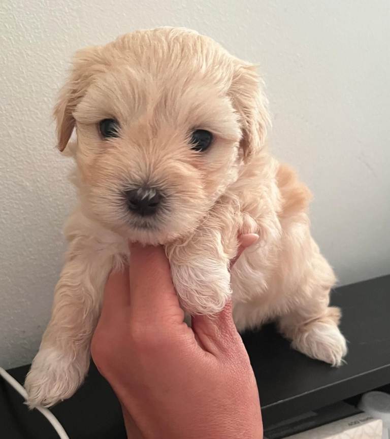 Beautiful Maltese & Silky Terrier Puppies