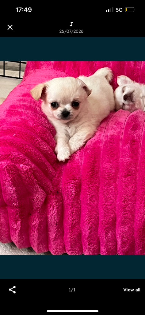 Purebred long coat Chihuahua boys