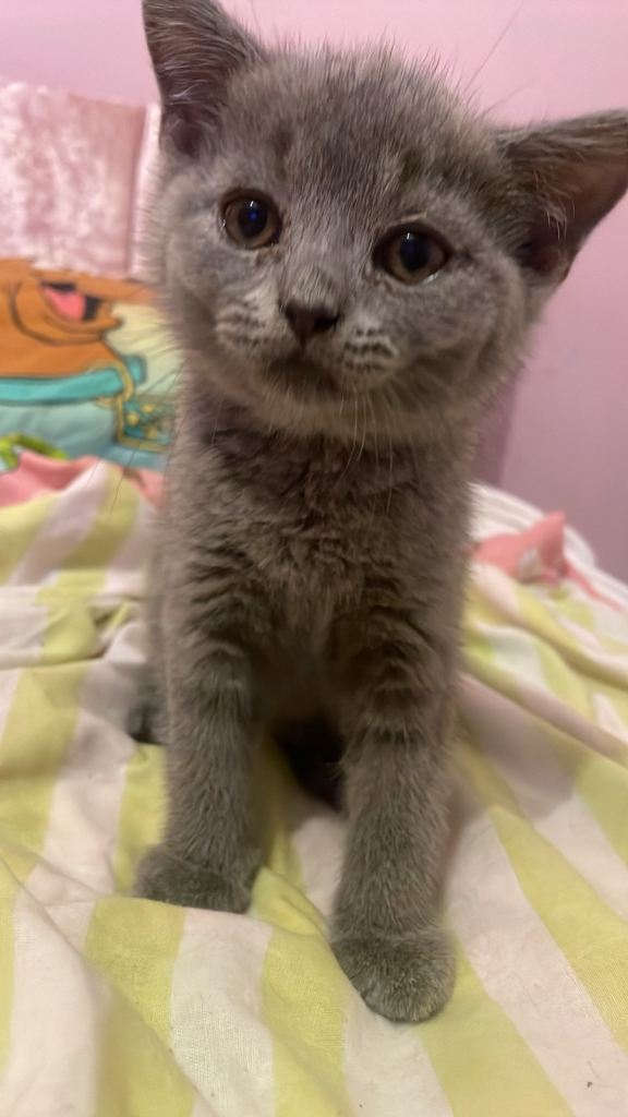 British blue short haired kittens 