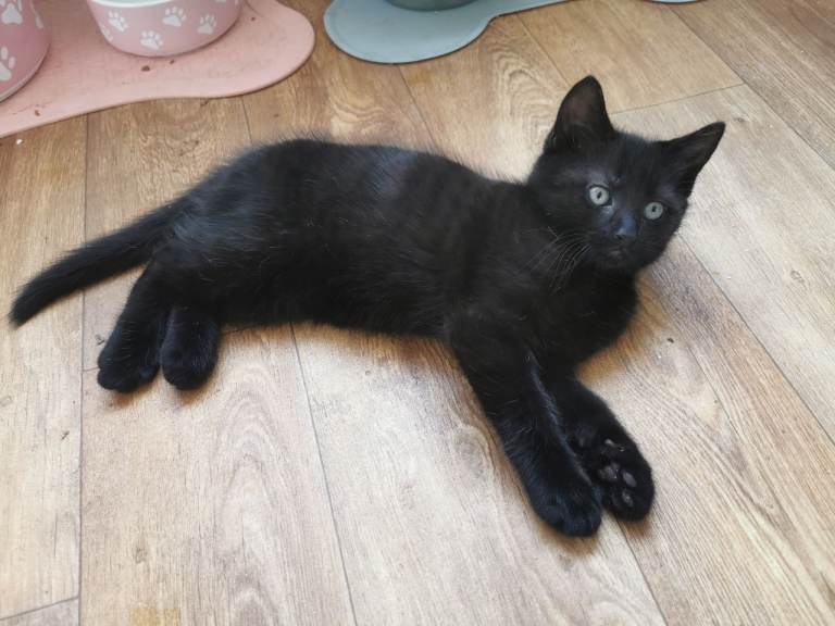 Female kittens 
