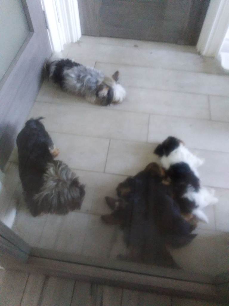 Yorkie puppies 