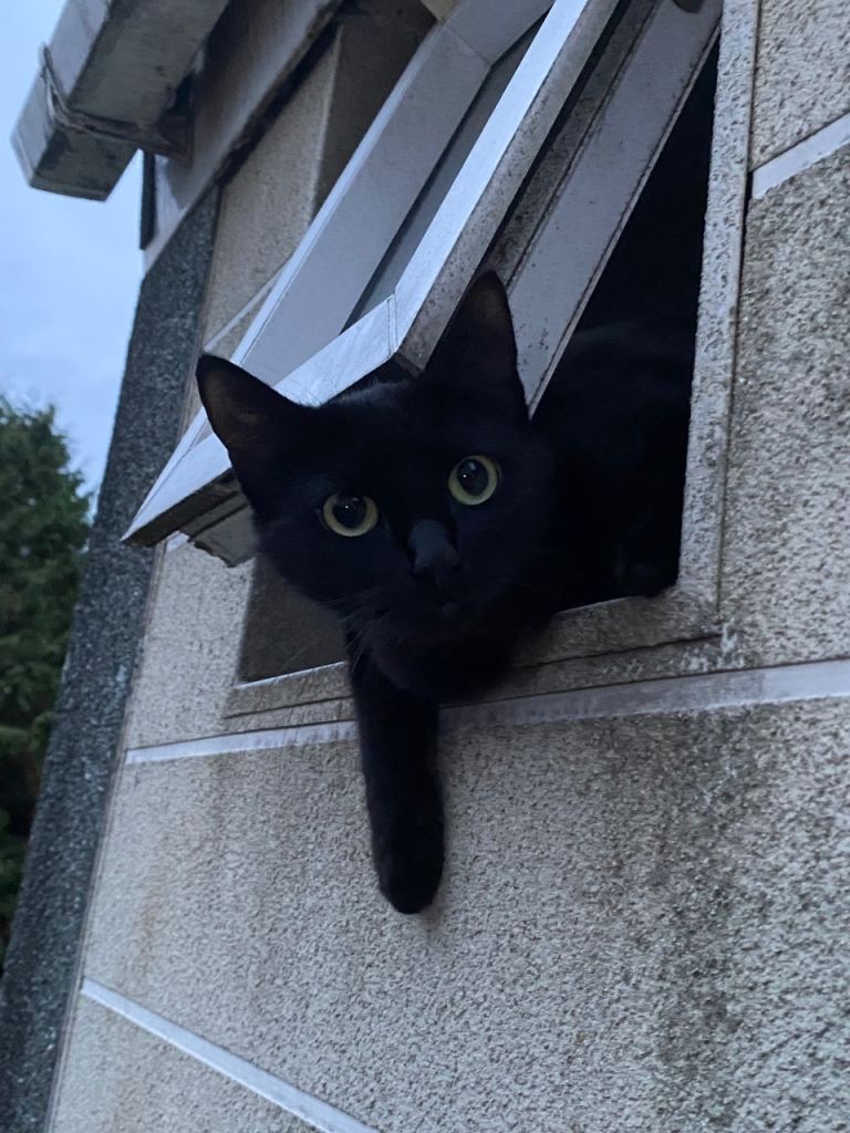 Kitten - all black.  9 weeks old
