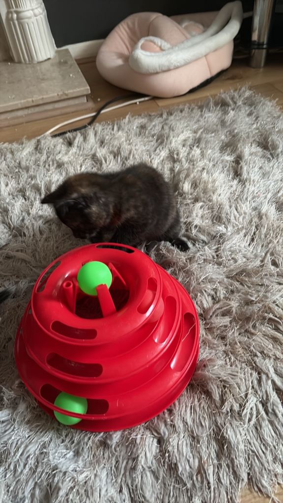 2 Adorable fluffy female kittens for sale