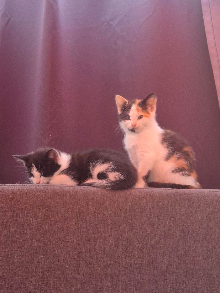 Kittens