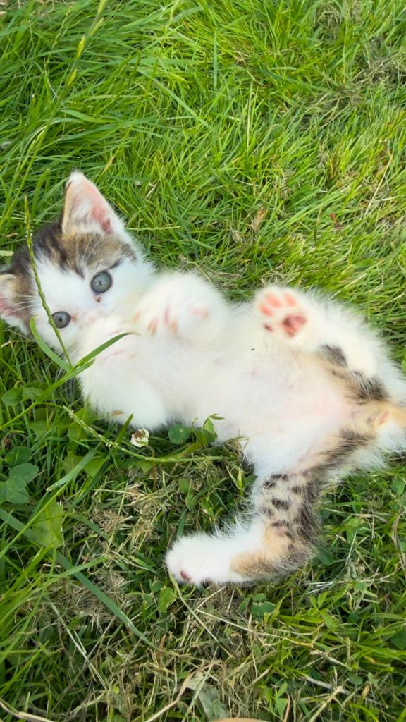 Friendly & Chunky Kittens