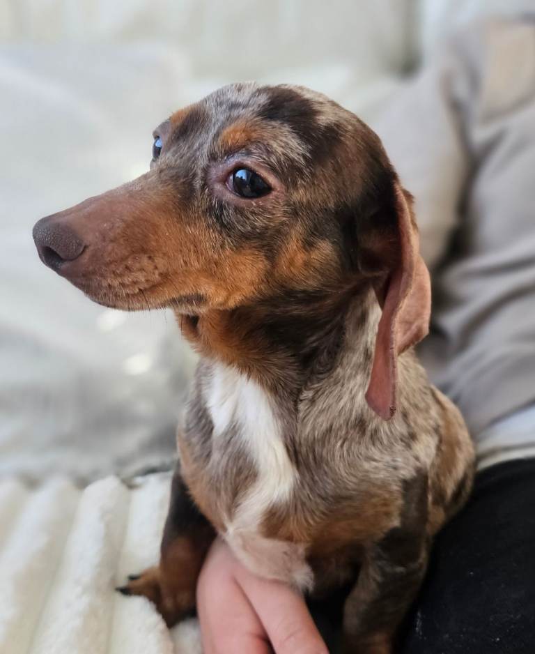 Miniature Dachshund Female 