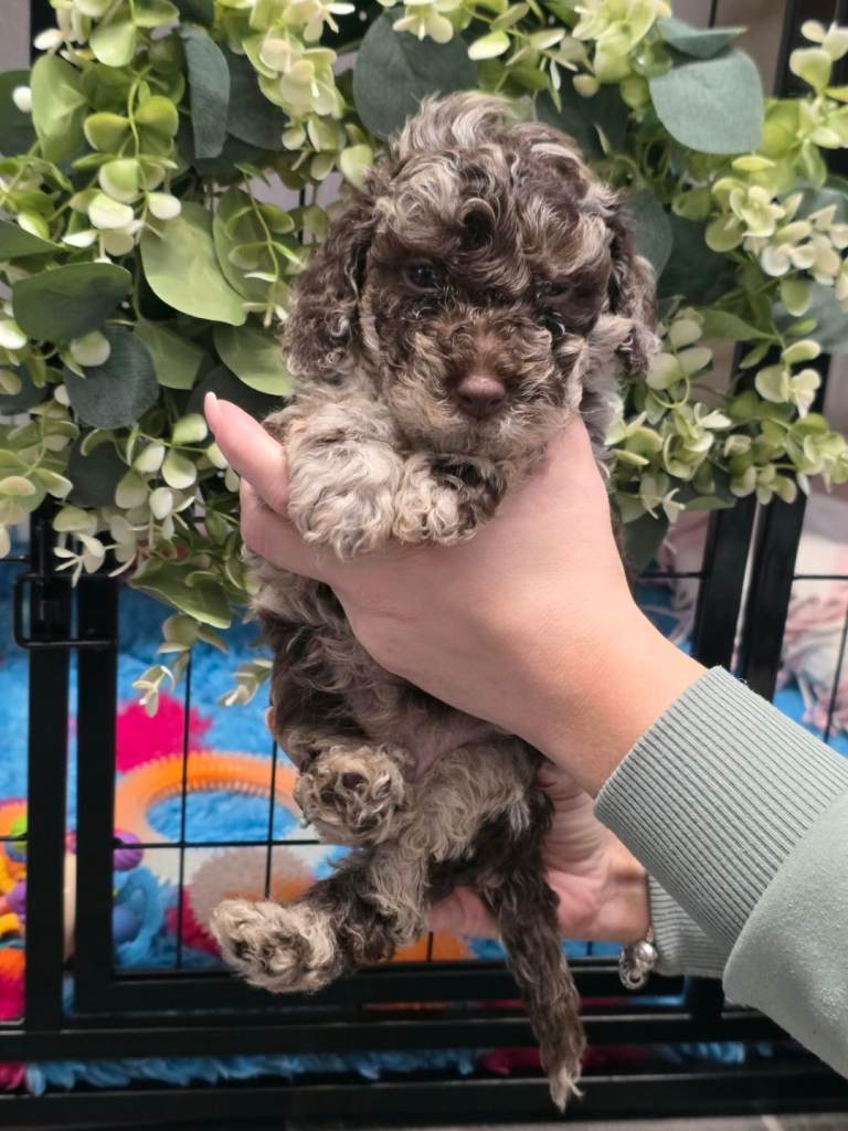 Extensively health tested parents f1b minature cockapoo
