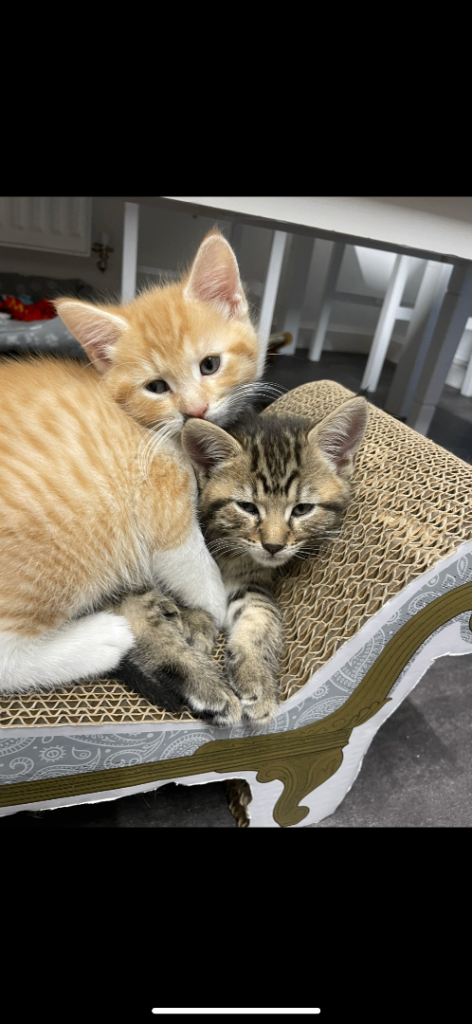 two beautiful six months old kittens