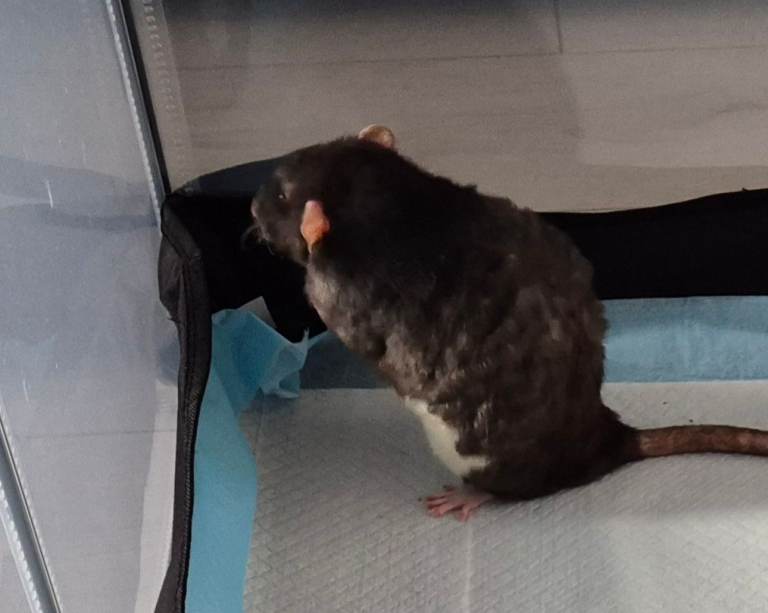 Male rex rat
