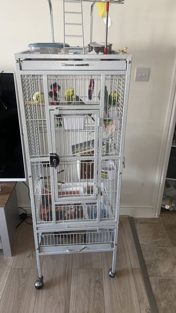 2 males 2 female budgies with cage 