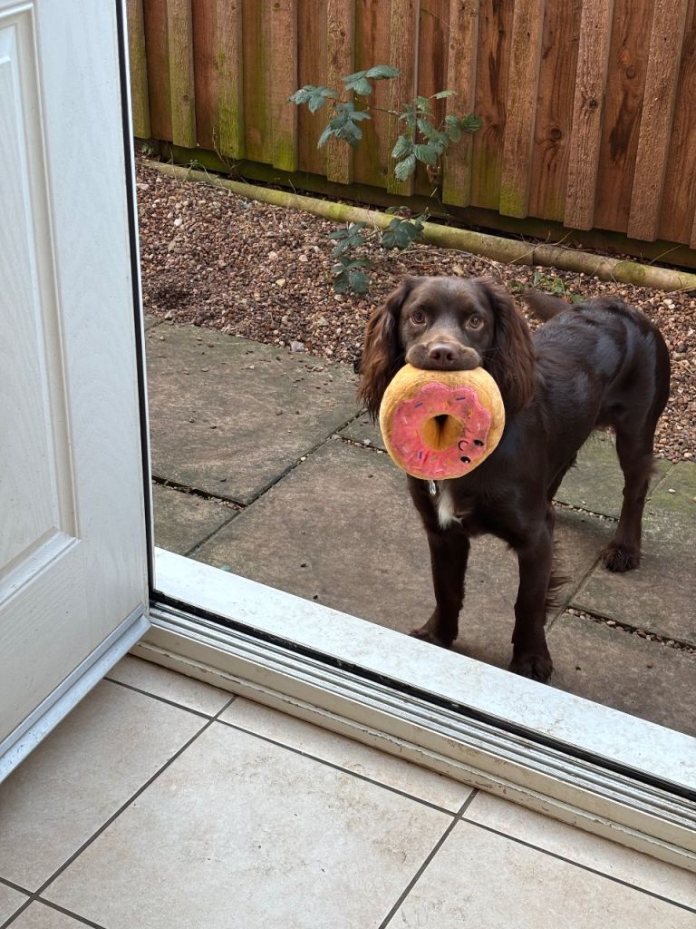 Cocker spaniel chocolate color 