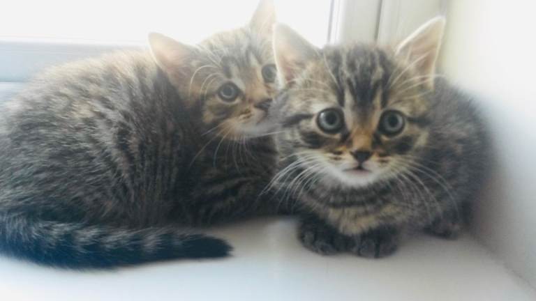 Stunning litter of Bengal Ragdoll kittens ready now for loving new homes 