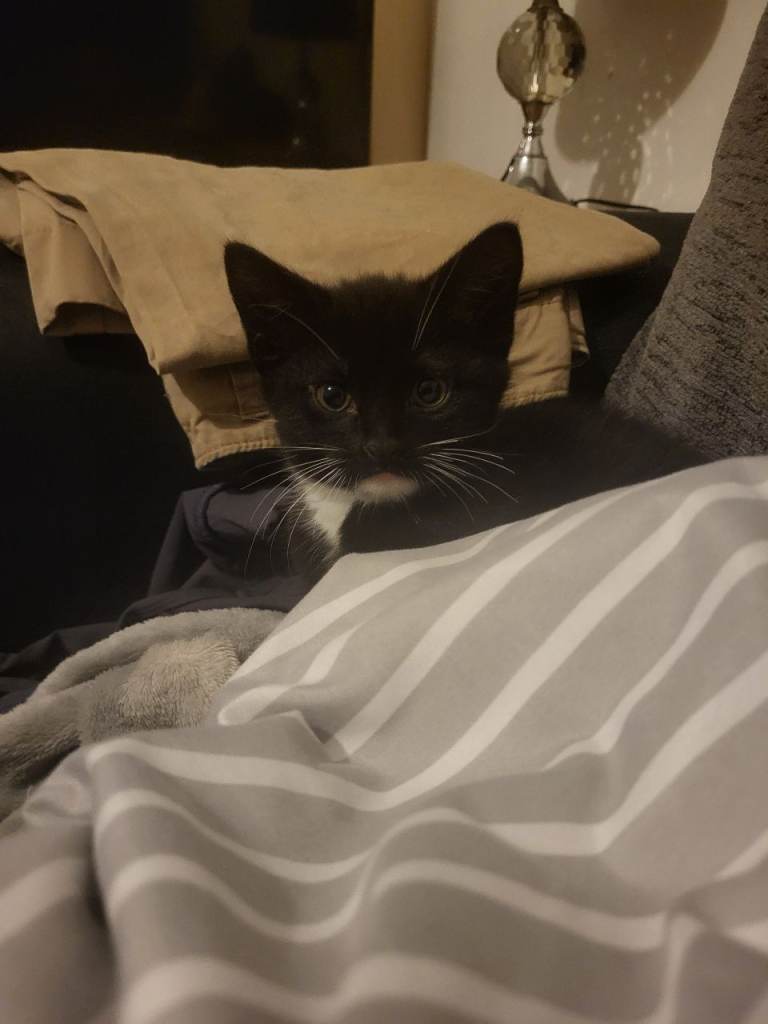 Tuxedo kittens 
