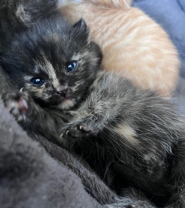 Ginger and calico kittens 