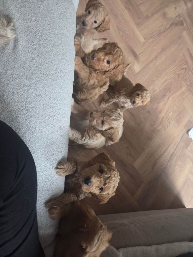 ✨ Beautiful Cockapoo Puppies For Sale ✨