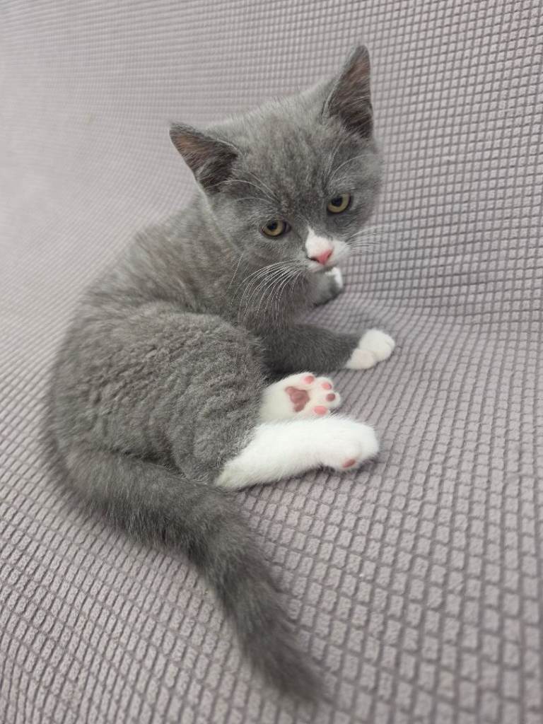 BSH Kitten (Last one remaining)